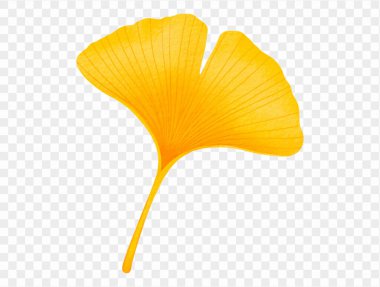 Sonbahar mevsimi vektörü için sarı suluboya desenli Ginkgo yaprağı.