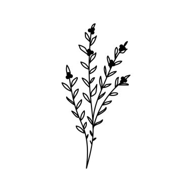 Bir çiçek tasviri, yapraklı ve çiçekli bir dal silueti. Vektör çizimi. Çiçek izi.