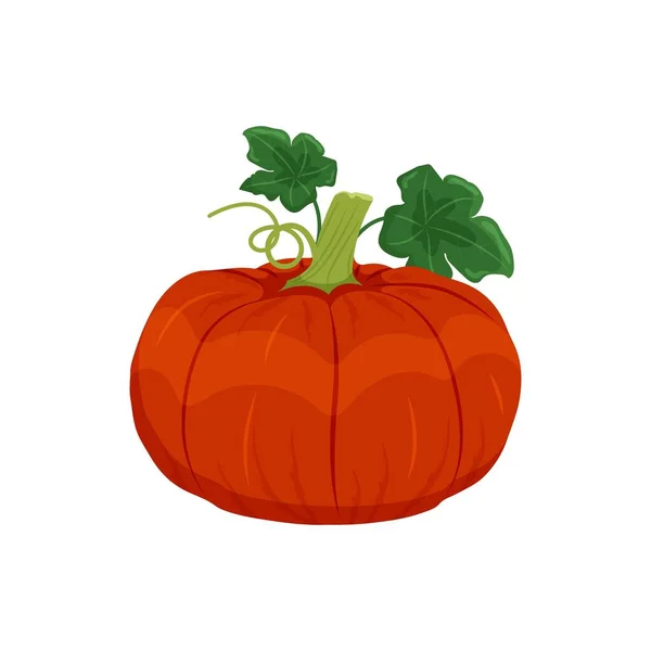 Zucca Arancione Gialla Con Foglie Germogli Raccolta Vegetale Autunnale Illustrazione — Vettoriale Stock