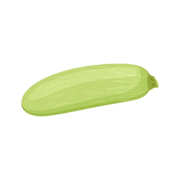 Zucchini Herbstgemüse Erntekürbis Auf Weißem Hintergrund Vektorillustration — Stockvektor