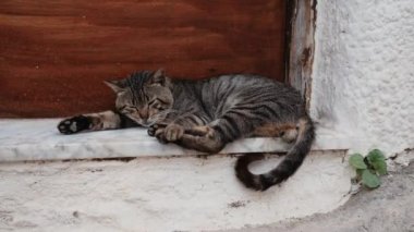 Sokakta oturan sokak kedisi vahşi kedi.