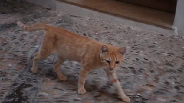 Street Cat Walking Street Содержание Животных Улица Дикого Кота — стоковое видео