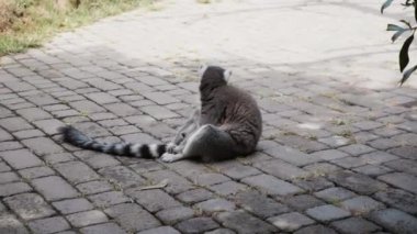 Lemur hayvanat bahçesinde. Doğa Lemur. Hayvanat Bahçesi Hayvanları