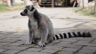 Lemur hayvanat bahçesinde. Doğa Lemur. Hayvanat Bahçesi Hayvanları