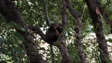 Lemur hayvanat bahçesinde. Doğa Lemur. Hayvanat Bahçesi Hayvanları