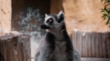 Lemur hayvanat bahçesinde. Doğa Lemur. Hayvanat Bahçesi Hayvanları
