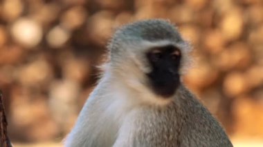 Güney Afrika 'daki Kruger Ulusal Parkı' nda babunun yakınında.