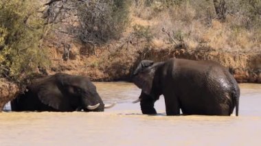 Filler birbirini okşuyor Kruger Ulusal Parkı, Güney Afrika