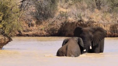 Filler birbirini okşuyor Kruger Ulusal Parkı, Güney Afrika