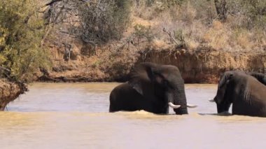 Filler birbirini okşuyor Kruger Ulusal Parkı, Güney Afrika