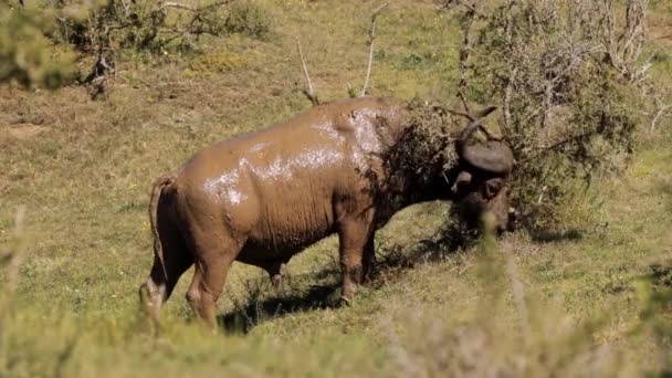Африканський Буйвол Syncerus Caffer Національному Парку Крюгер Пар — стокове відео