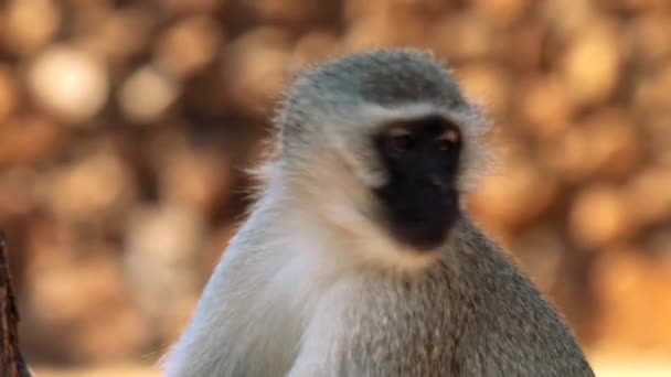 Detail Paviána Národním Parku Kruger Jihoafrická Republika — Stock video