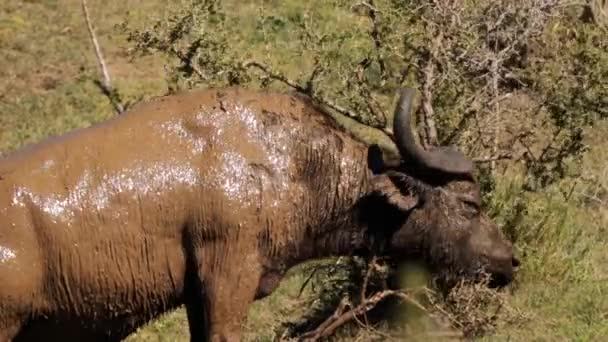 Búfalo Africano Syncerus Caffer Parque Nacional Kruger Sudáfrica — Vídeos de Stock