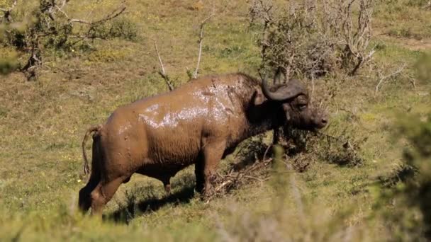 Búfalo Africano Syncerus Caffer Parque Nacional Kruger Sudáfrica — Vídeos de Stock