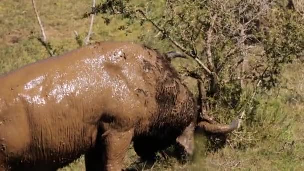 Afrikansk Buffel Syncerus Caffer Kruger National Park Sydafrika — Stockvideo