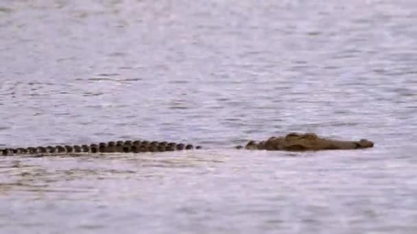 Крокодил Национальном Парке Крюгер Южная Африка — стоковое видео