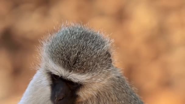 Gros Plan Babouin Dans Parc National Kruger Afrique Sud — Video
