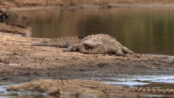 Krokodýl Národním Parku Kruger Jižní Afrika — Stock video
