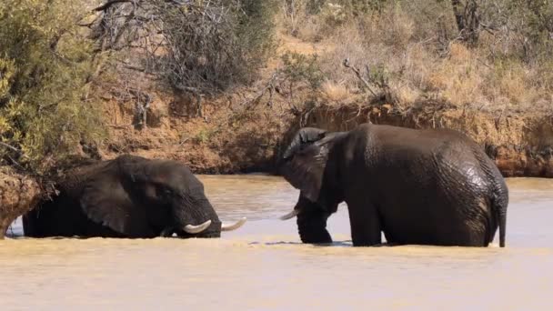 南アフリカのクルーガー国立公園でお互いに愛撫象 — ストック動画