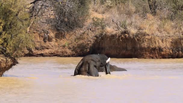 Elephants Caressing Each Other Kruger National Park South Africa — Stock Video