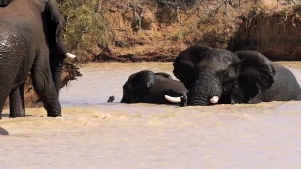 Les Éléphants Prennent Bain Dans Étang Dans Parc National Kruger — Video