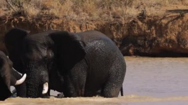 Güney Afrika 'daki Kruger Ulusal Parkı' nda filler birbiriyle savaşıyor.