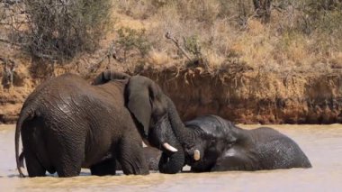 Filler birbirini okşuyor Kruger Ulusal Parkı, Güney Afrika
