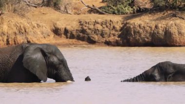 Filler birbirini okşuyor Kruger Ulusal Parkı, Güney Afrika
