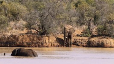 Filler Güney Afrika 'daki Kruger Ulusal Parkı' nda bir gölette yıkanırlar.