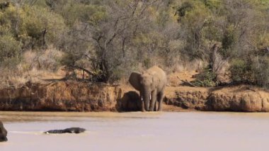 Filler Güney Afrika 'daki Kruger Ulusal Parkı' nda bir gölette yıkanırlar.