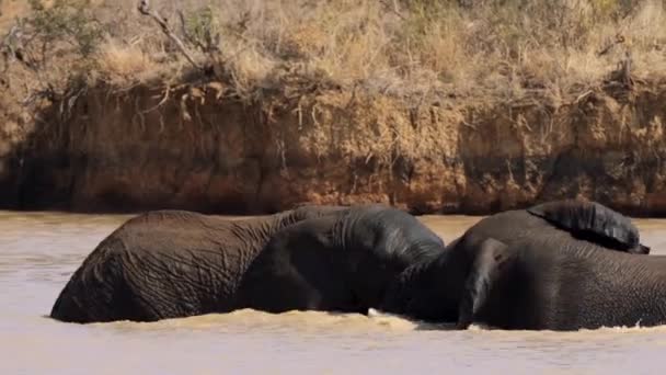 Elefantes Acariciándose Mutuamente Parque Nacional Kruger Sudáfrica — Vídeos de Stock