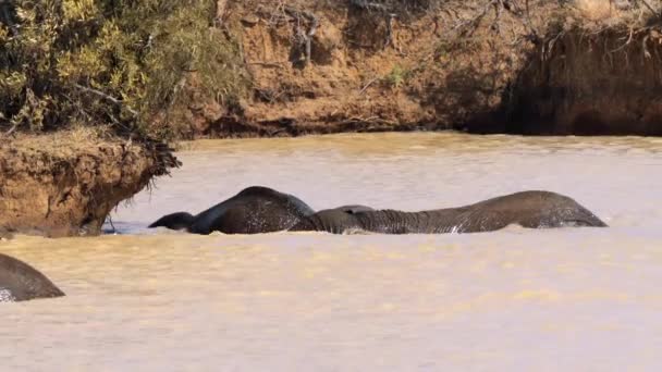 남아프리카 공화국의 크루거 공원에 연못에서 목욕하는 코끼리들 — 비디오