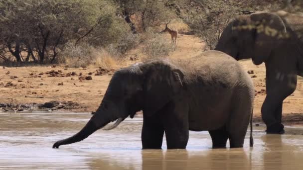 在南非克鲁格国家公园的一个池塘里 大象正在洗澡 — 图库视频影像