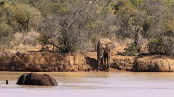 Słonie Kąpią Się Stawie Parku Narodowym Kruger Rpa — Wideo stockowe