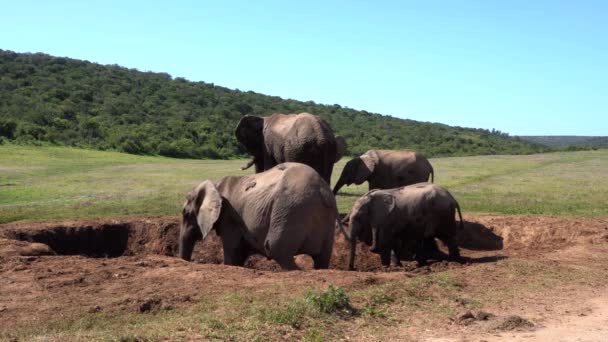 Elefanti Nel Parco Nazionale Kruger Sud Africa — Video Stock