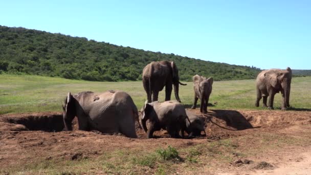 Słonie Kruger National Park Afryka Południowa — Wideo stockowe