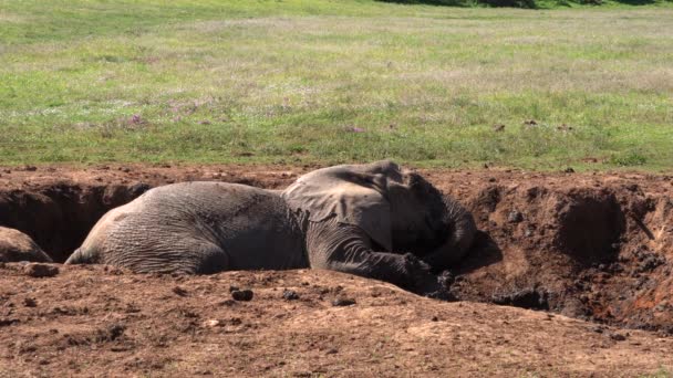 Słonie Kruger National Park Afryka Południowa — Wideo stockowe