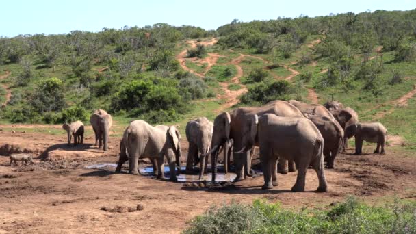 クルーガー国立公園 南アフリカ — ストック動画