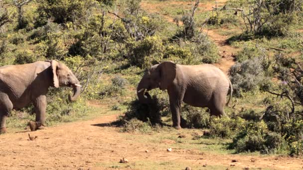 南アフリカのクルーガー国立公園で互いに戦う象 — ストック動画
