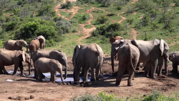 Olifanten Het Kruger Nationaal Park Zuid Afrika — Stockvideo