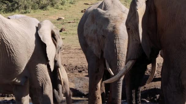 Слони Крюгер Національний Парк Південної Африки — стокове відео