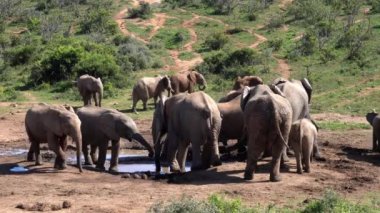 Filler içinde Kruger National Park, Güney Afrika