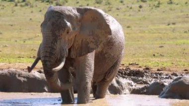 Filler Güney Afrika 'daki Kruger Ulusal Parkı' nda bir gölette yıkanırlar.