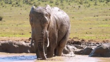 Filler Güney Afrika 'daki Kruger Ulusal Parkı' nda bir gölette yıkanırlar.