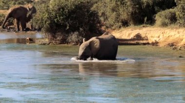 Filler Güney Afrika 'daki Kruger Ulusal Parkı' nda bir gölette yıkanırlar.