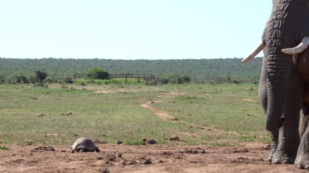 Slon Želva Národním Parku Kruger Jihoafrická Republika — Stock video