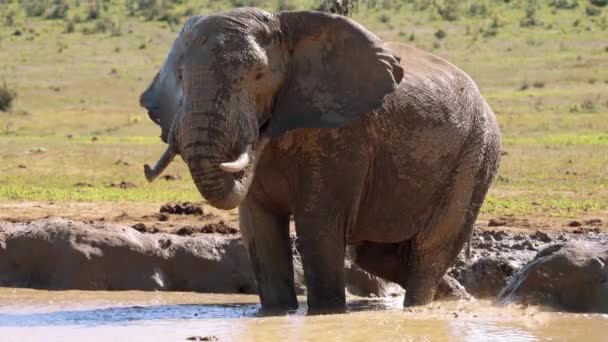 象は南アフリカのクルーガー国立公園の池で風呂に入る — ストック動画