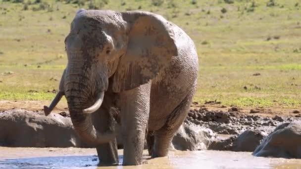 Sloni Koupají Rybníce Národním Parku Kruger Jihoafrická Republika — Stock video