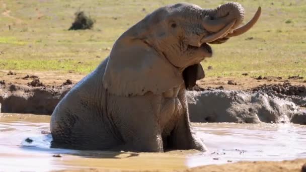 Sloni Koupají Rybníce Národním Parku Kruger Jihoafrická Republika — Stock video