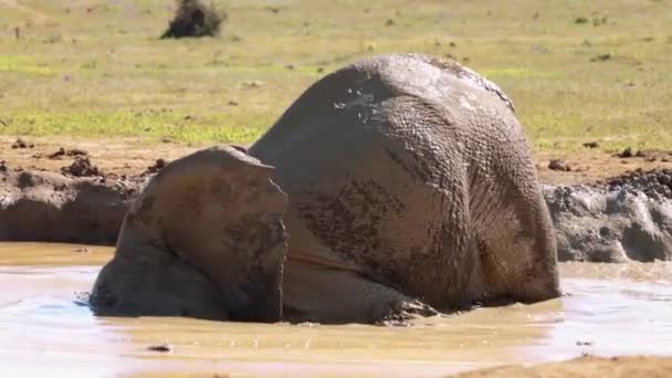 남아프리카 공화국의 크루거 공원에 연못에서 목욕하는 코끼리들 — 비디오